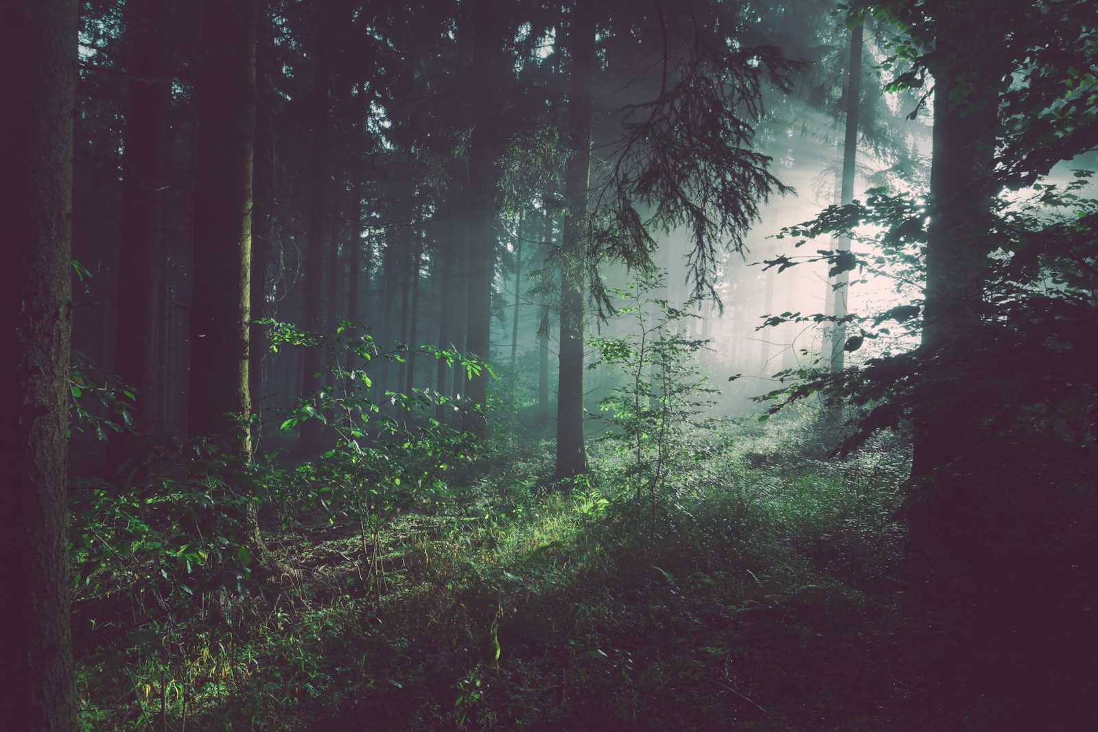 Light falling through a green forest